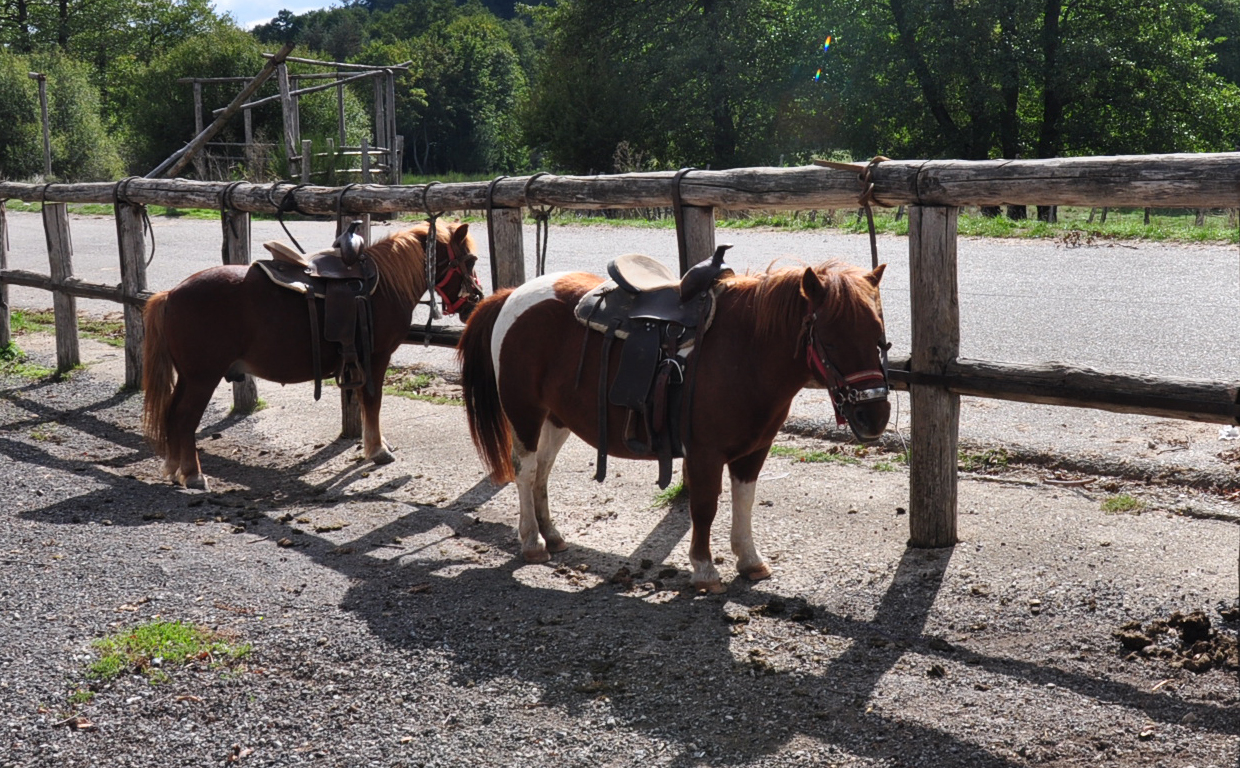 bambini-cavalcare-a-cavallo.jpg